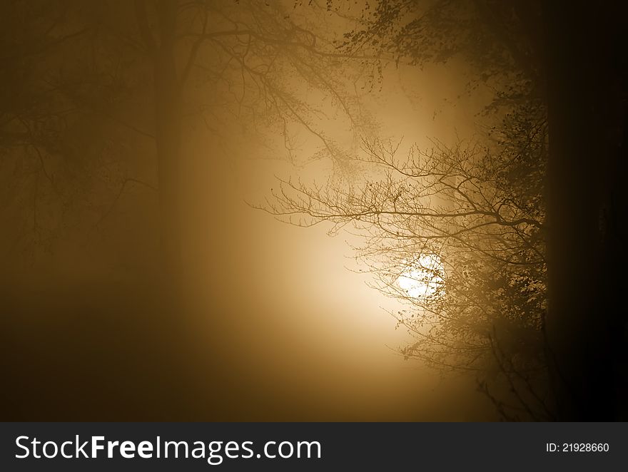 Misty atmosphere in the forest. Misty atmosphere in the forest