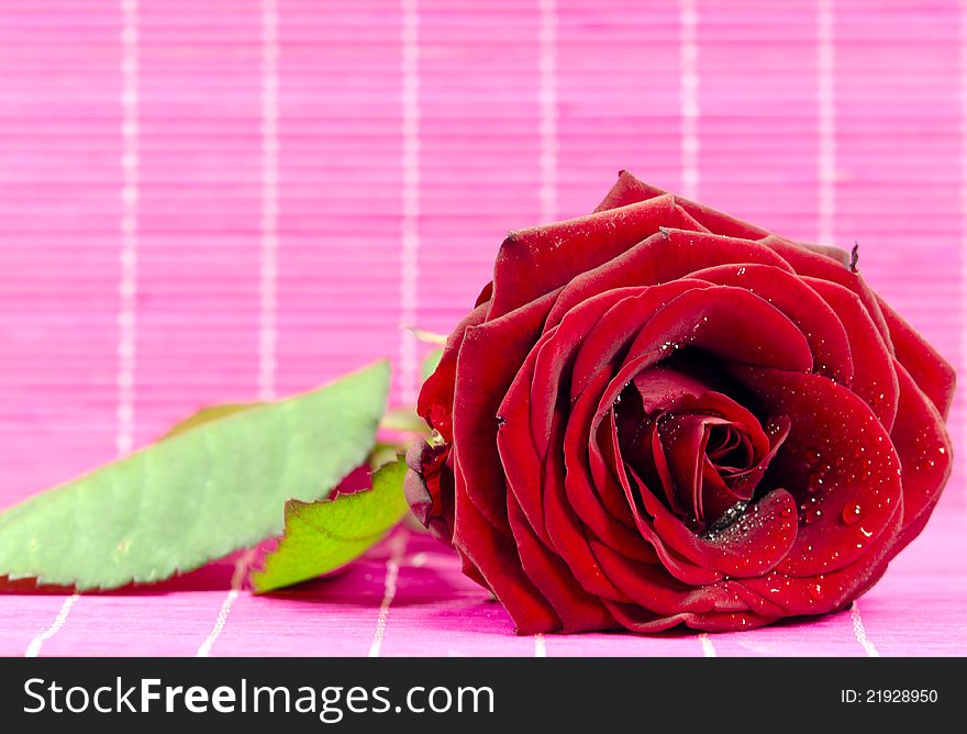 A red rose on pink bakground