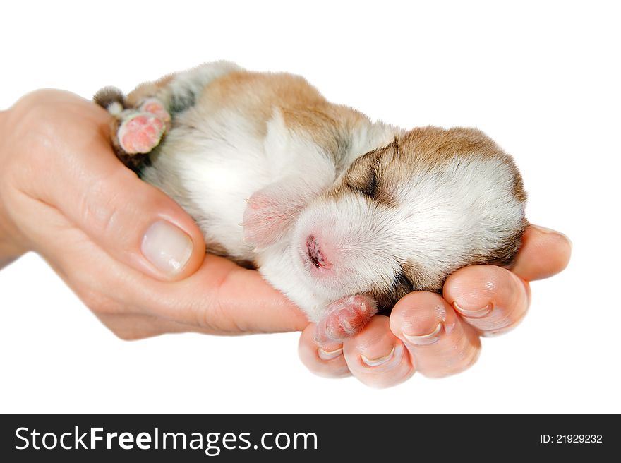 Newborn Puppy In The Caring Hands