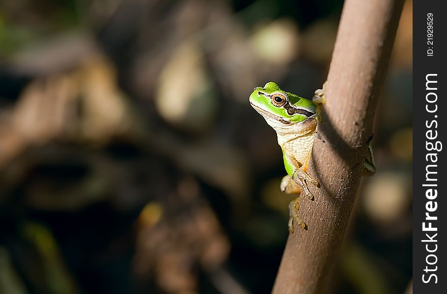 The frog sits on a branch. The frog sits on a branch