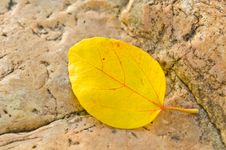 Falled Yellow Leaf On Stone Royalty Free Stock Images