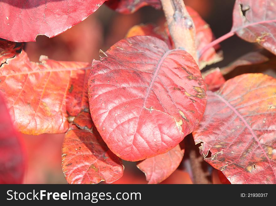 Close up of leaves with specific autumn colors. Close up of leaves with specific autumn colors