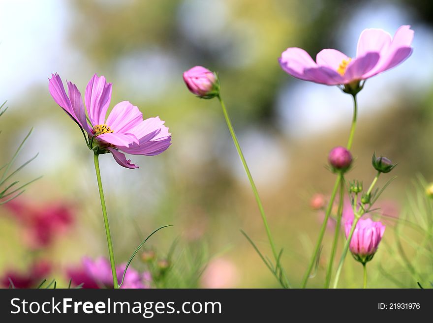 Cosmos Pink Flower in gardens