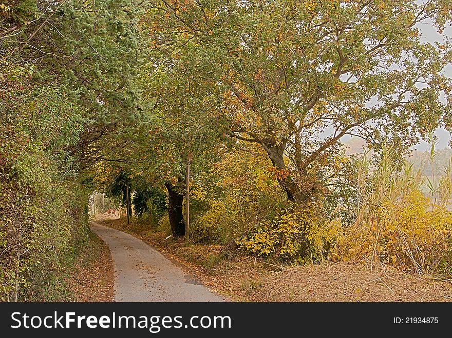 Golden trees surround the bend in the road in the autumn at midday. Golden trees surround the bend in the road in the autumn at midday