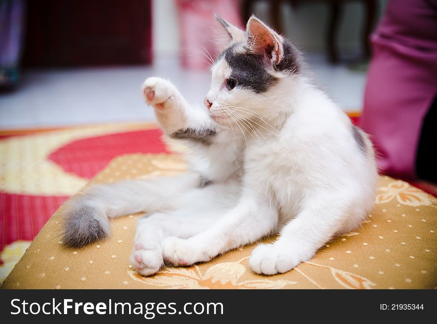 Close-Up view of a cat posing on a pillow. Close-Up view of a cat posing on a pillow