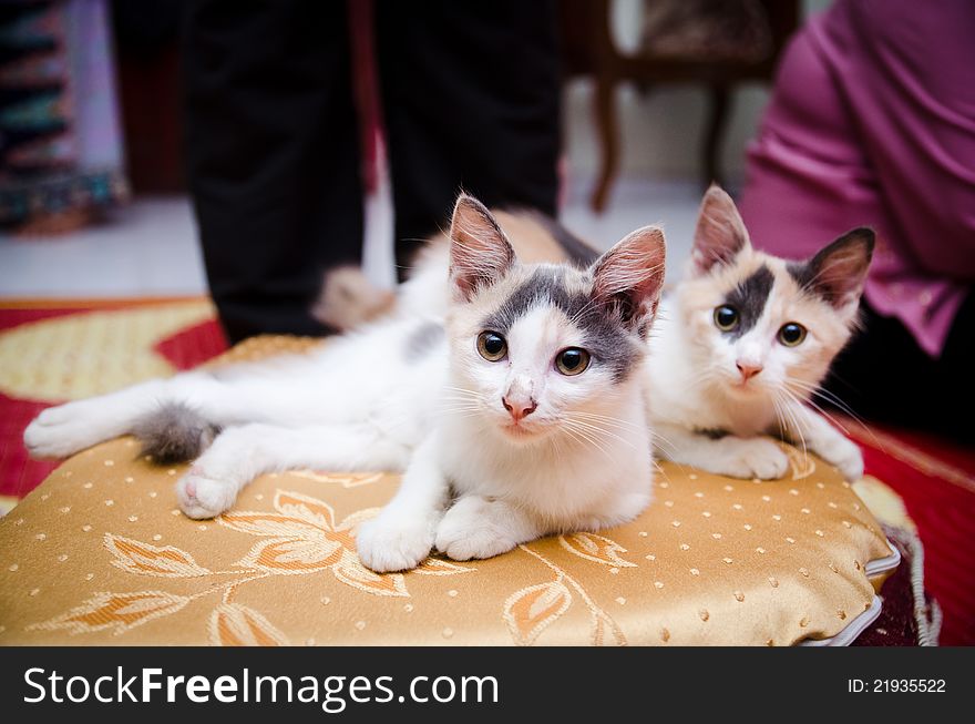 Close-Up view of cats posing on a pillow. Close-Up view of cats posing on a pillow