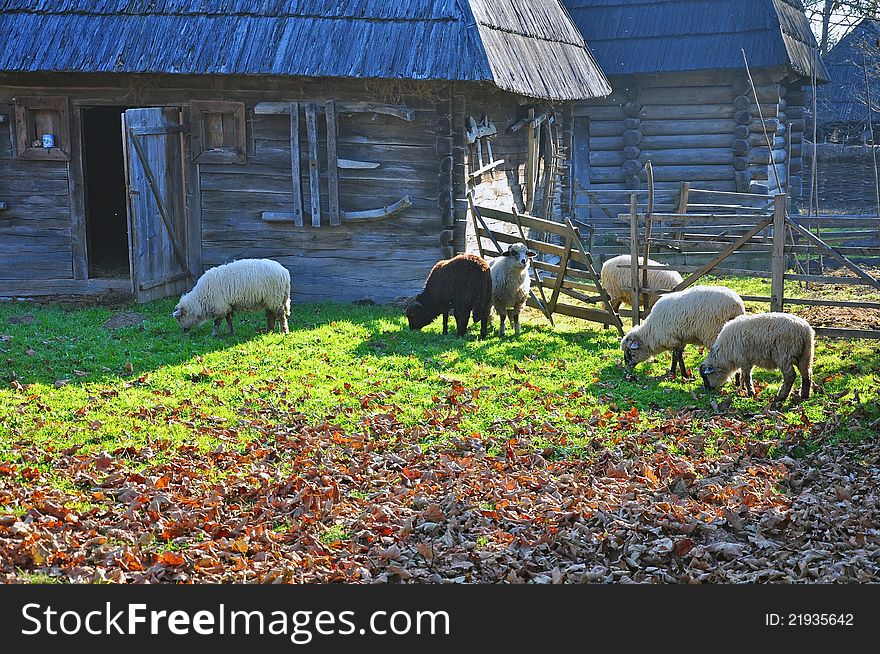 Sheep on autumn meadow near wooden house in Transylvania land of Romania. Sheep on autumn meadow near wooden house in Transylvania land of Romania