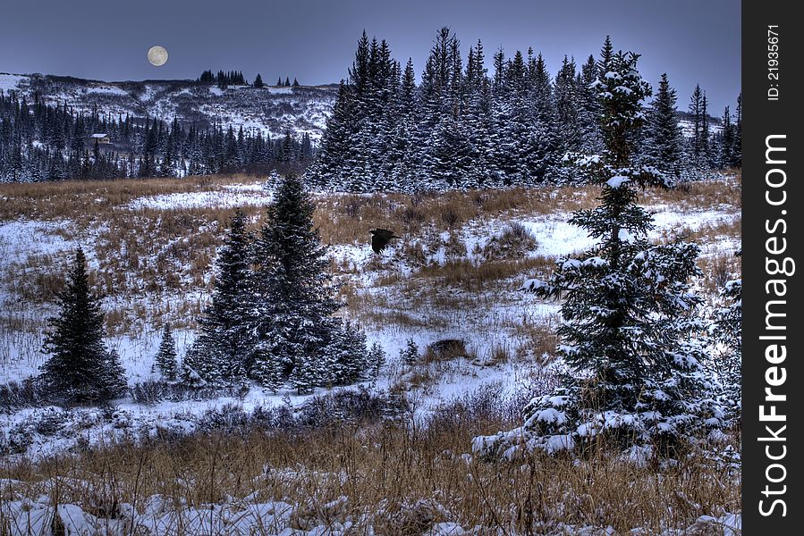 Early winter in rural Alaska with spruce trees, a dusting of snow, a full moon and a flying hawk. Early winter in rural Alaska with spruce trees, a dusting of snow, a full moon and a flying hawk.