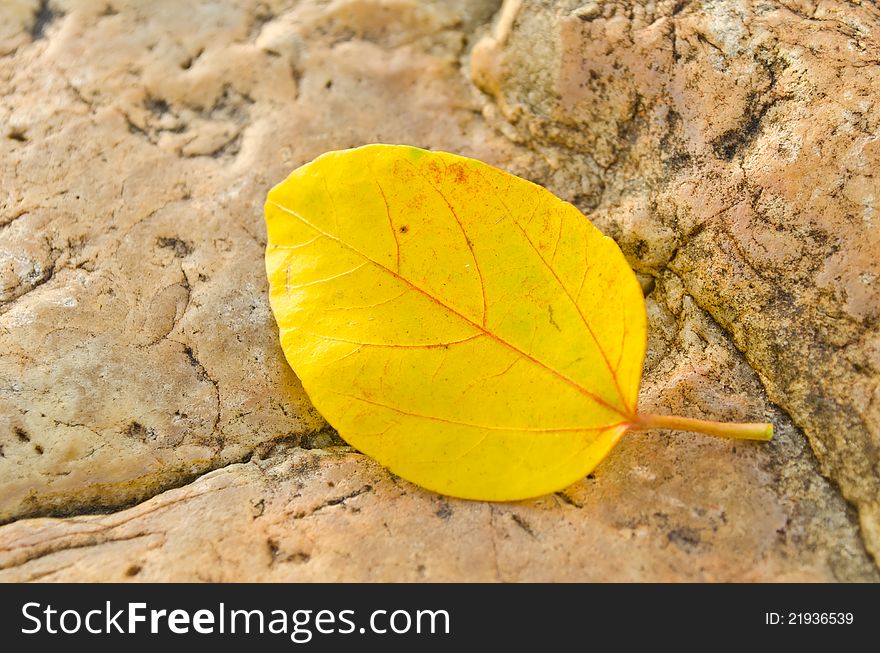 Falled yellow leaf on stone in autumn