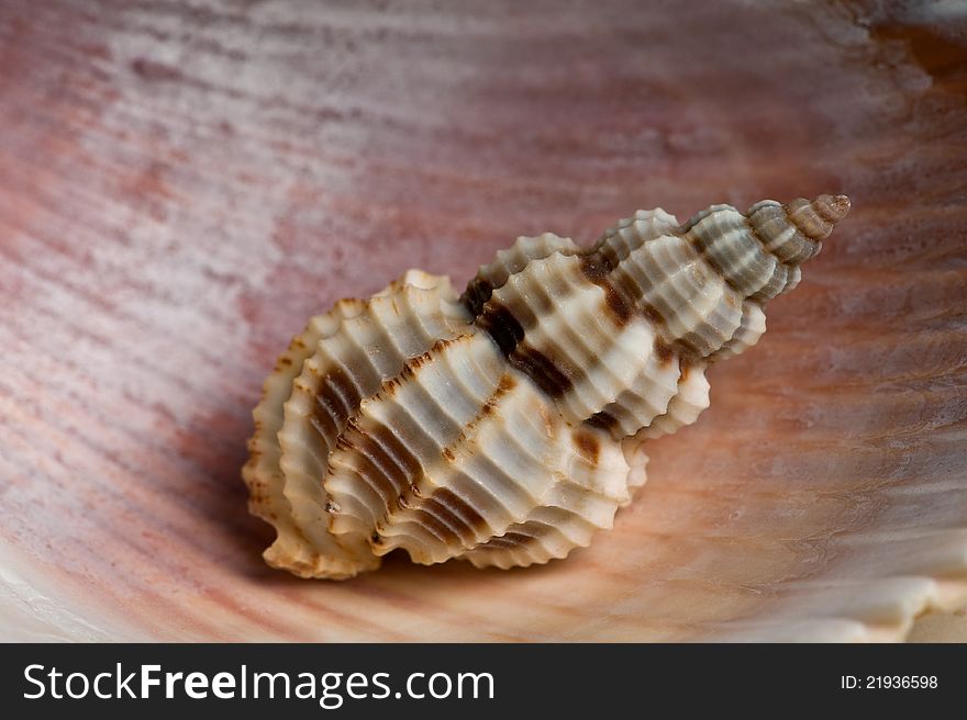 Seashells Closeup