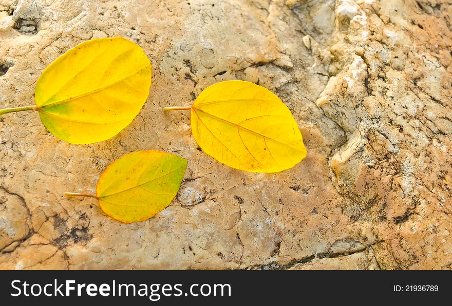 Fall yellow leaves on stone in autumn season