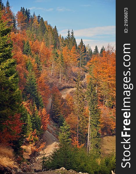 Colored mountain forest in autumn time. Colored mountain forest in autumn time