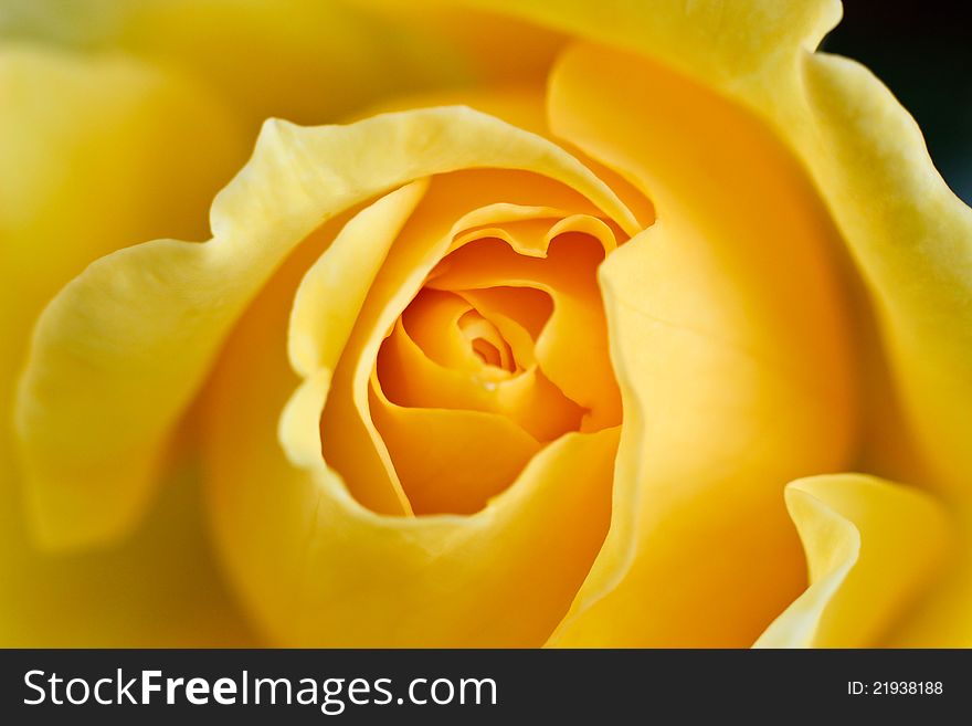 Close up of a yellow rose