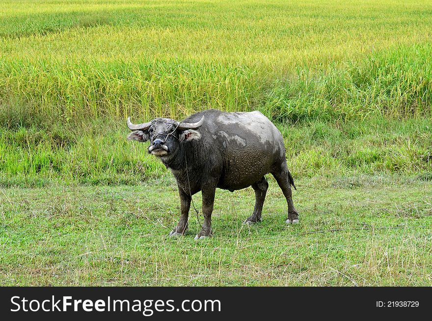 Thai buffalo in grass field