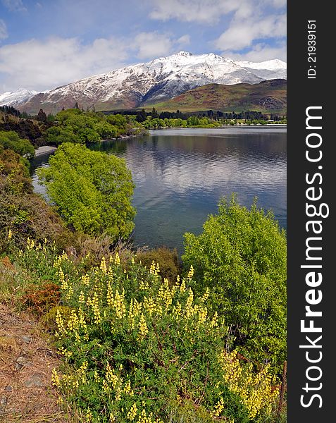 Yellow Luppins in full flower at Glendhu Bay on the shores of Lake Wanaka, New Zealand. In the foreground are iconic Otago luppins and the crystal clear waters of Lake Wanaka, In the background is the Glendhu Bay holiday park and motor camp. In the distance is the Mount Aspiring National Park and the snowy mountains of the Southern Alps. Yellow Luppins in full flower at Glendhu Bay on the shores of Lake Wanaka, New Zealand. In the foreground are iconic Otago luppins and the crystal clear waters of Lake Wanaka, In the background is the Glendhu Bay holiday park and motor camp. In the distance is the Mount Aspiring National Park and the snowy mountains of the Southern Alps.