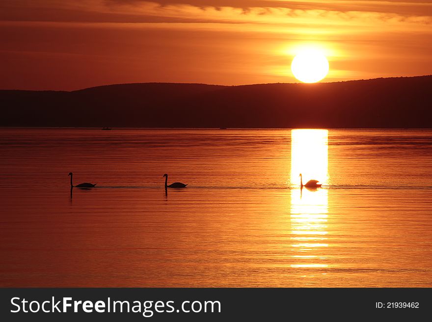 Three swans swimming in the lake at sunset.