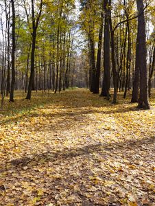 Autumn Park Royalty Free Stock Image Autumn Park Royalty Free Stock Image