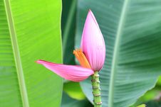 Pink Banana Blossom Stock Image