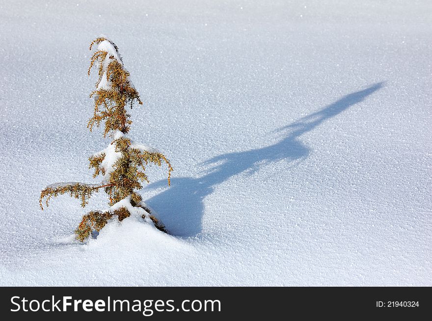 Winter background with a snow-covered wood landscape and a small fur-tree. Ukraine, Carpathians