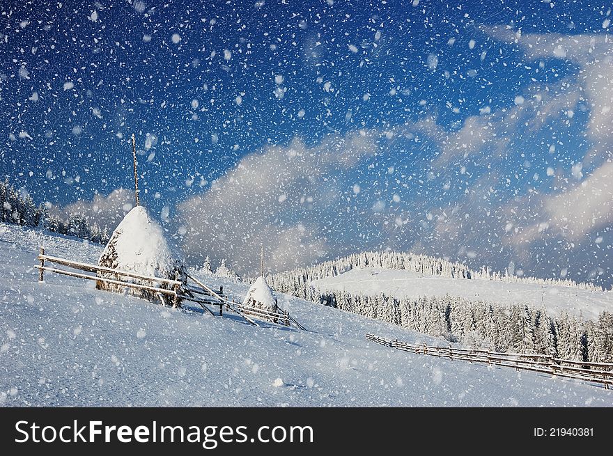 Winter landscape with fur-trees and fresh snow. Ukraine, Carpathians