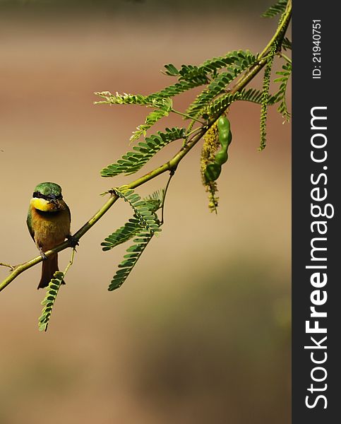 Little Bee-eater alighted on a branch, keeping his pray in the beak.