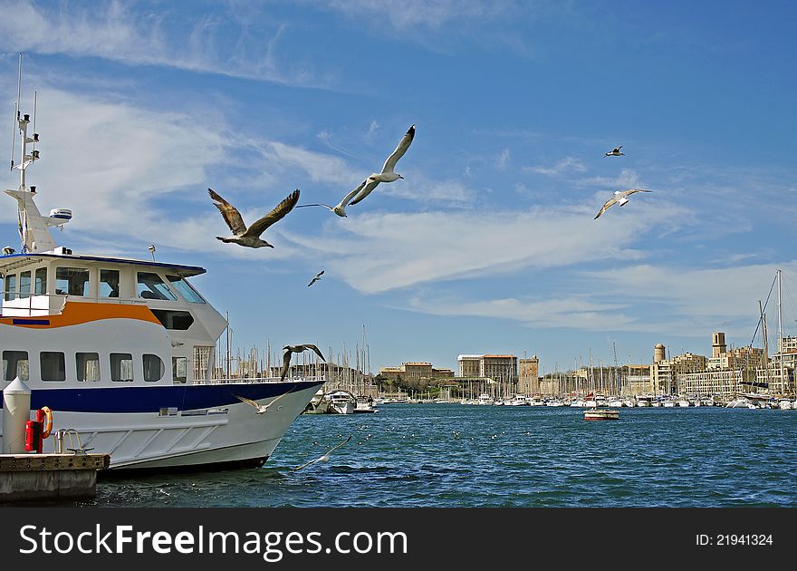 Seagulls In The Port