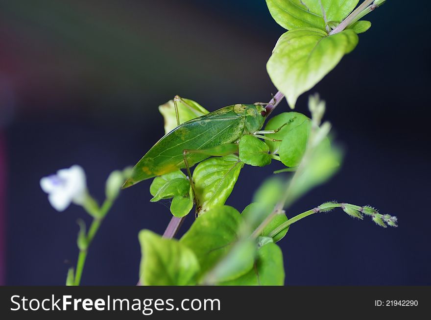 This ia an image of a cricket grasshopper. usually producing very unpleasant sound or noisy in the night.