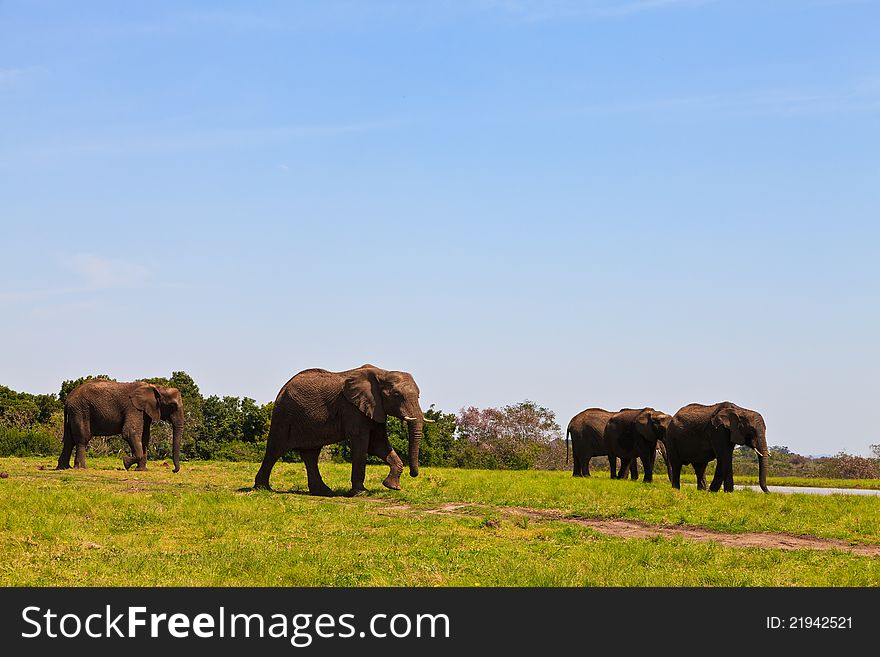 Several elephants walking  between the bushes