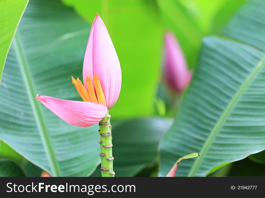 Pink banana blossom in groves