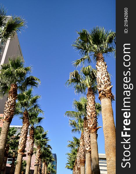 Palm Trees Against Blue Sky