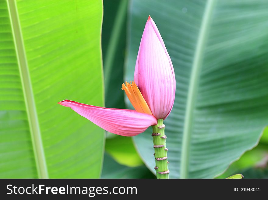 Pink banana blossom in groves