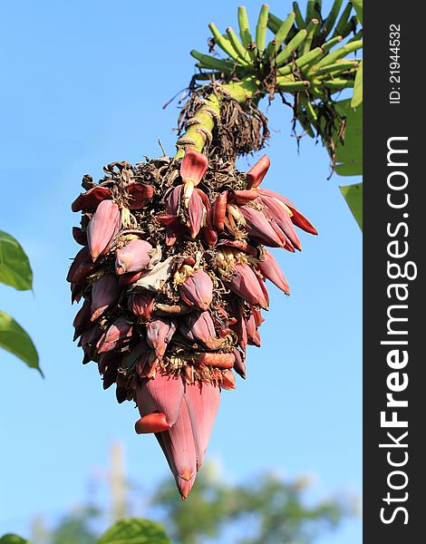 Exotic banana blossom  in the groves