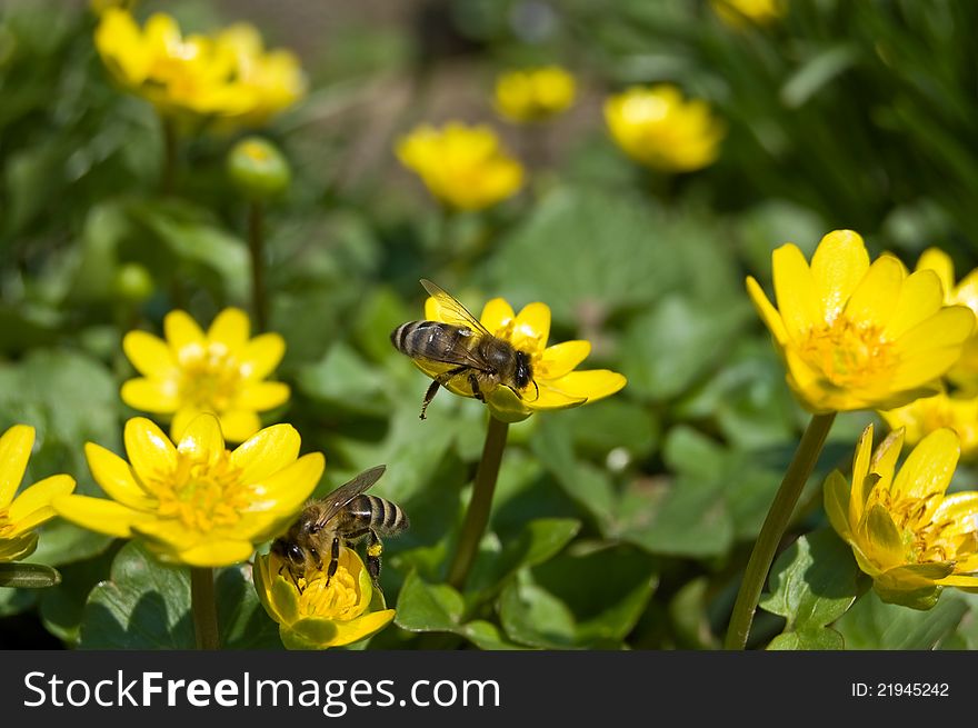 Spring yellow flowers on green meadow