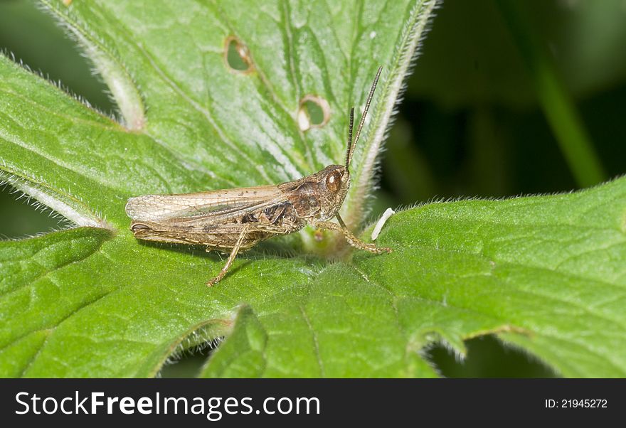 Grasshopper sitting on green sheet.