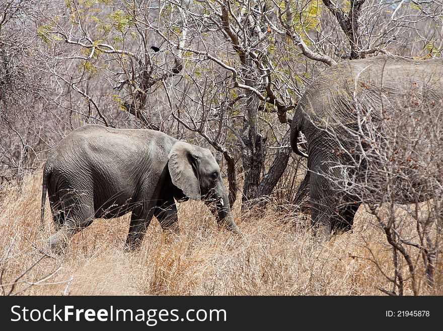 Several elephants walking  between the bushes