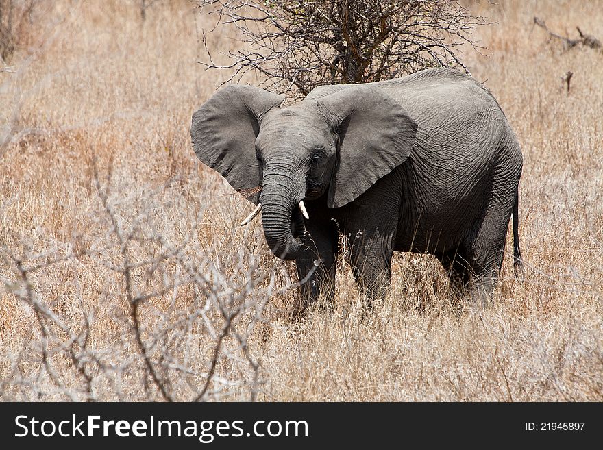 Elephant standing between the bushes eating grass