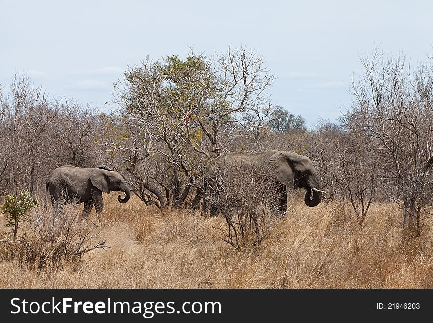 Elephants Walking  Between The Bushes