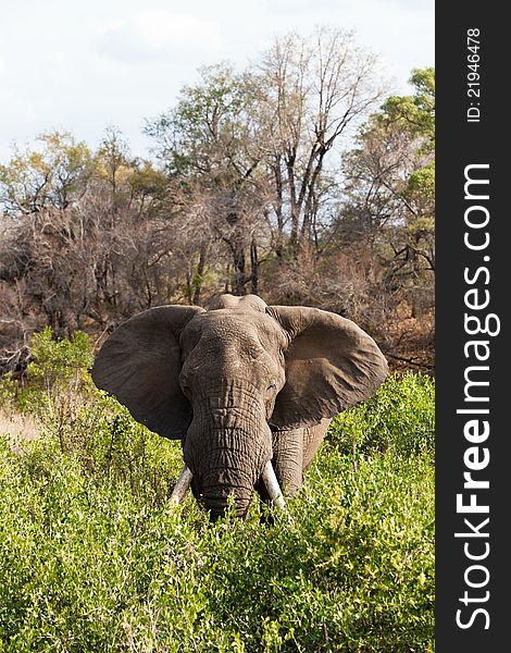 Elephant standing the bushes eating grass