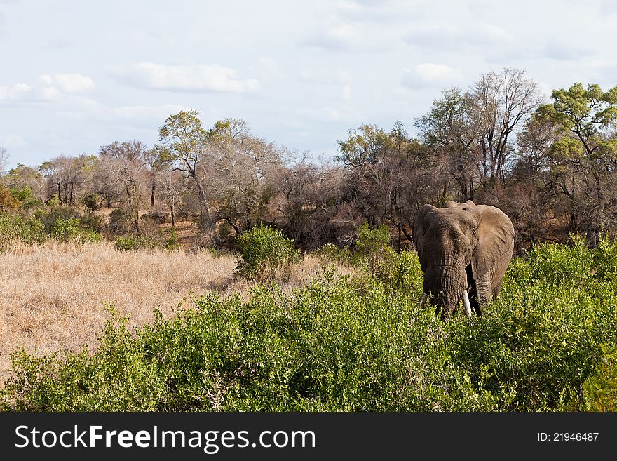 Elephant standing between the bushes eating grass