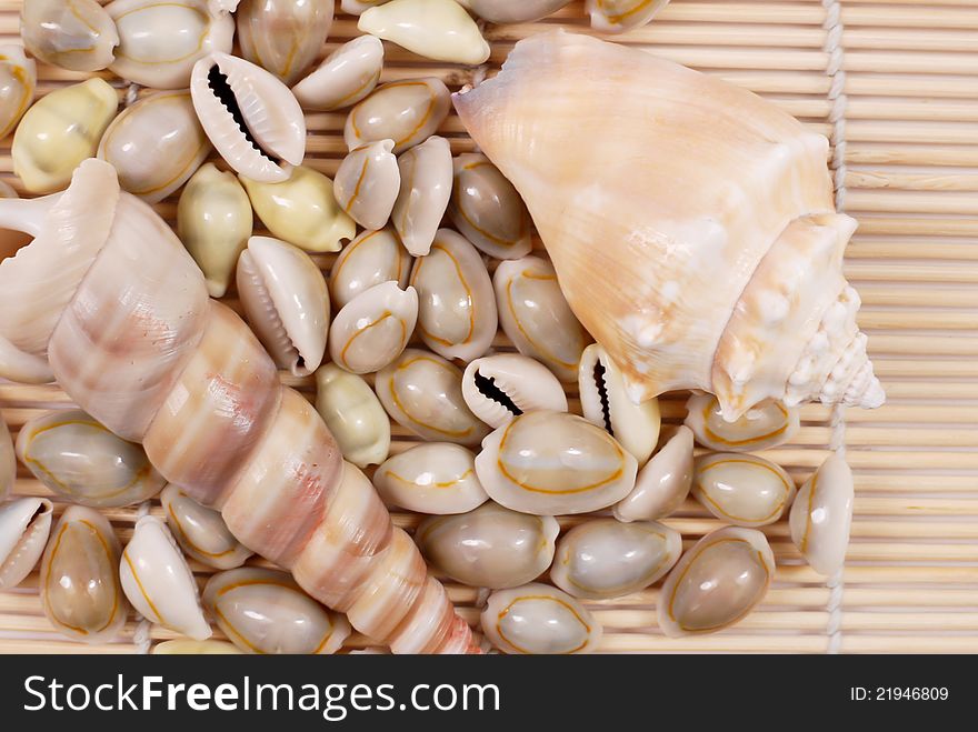 Close Up Of Seashells On Bamboo Matting. Close Up Of Seashells On Bamboo Matting