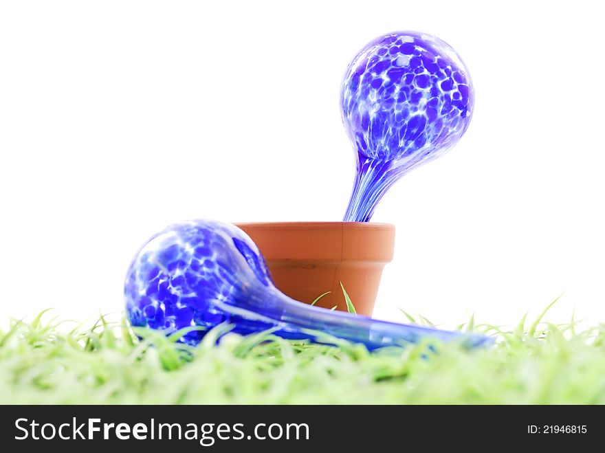 Self Watering Plants