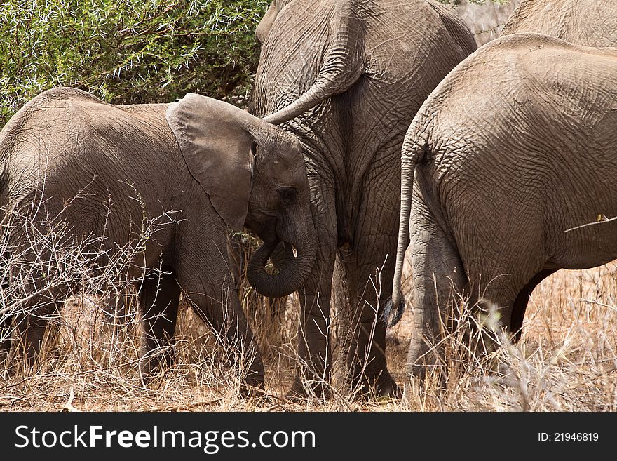 Several elephants walking between the bushes. Several elephants walking between the bushes