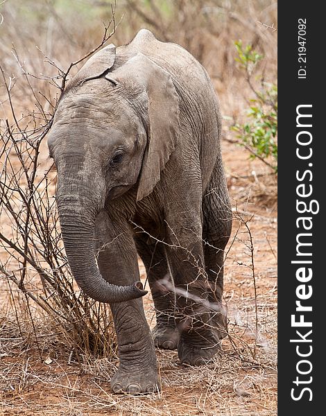 Baby elephant walking