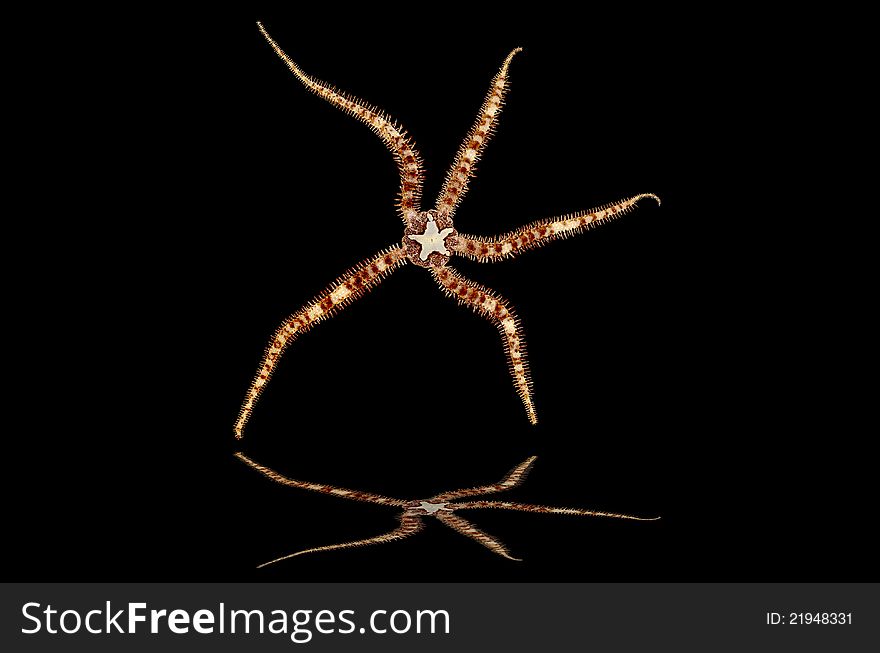 Starfish isolate on a black background with reflection. Starfish isolate on a black background with reflection