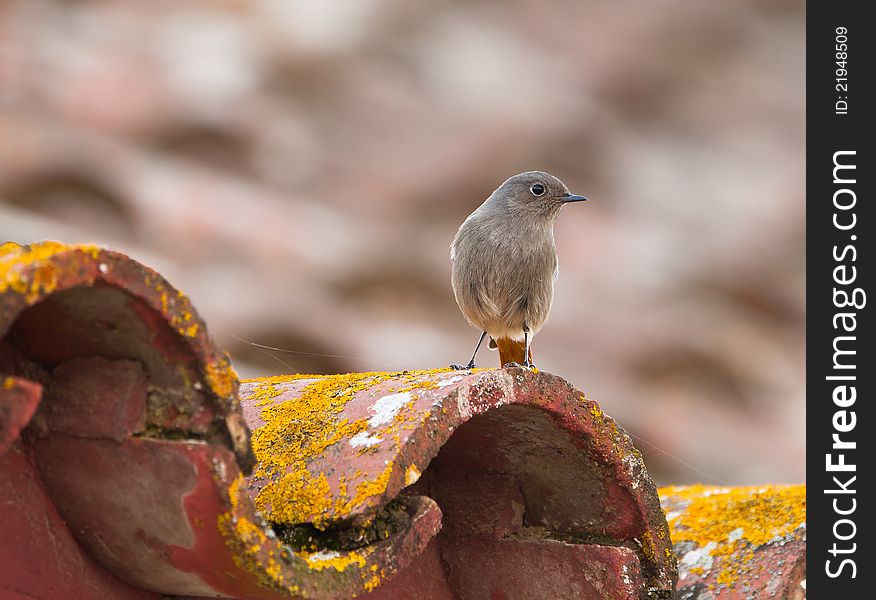 The humble grey colors of the female Black Redstart (Phoenicurus ochruros) froms a nice contrast to the colorful lichens on the roof of a farmers house in Spain. The humble grey colors of the female Black Redstart (Phoenicurus ochruros) froms a nice contrast to the colorful lichens on the roof of a farmers house in Spain.