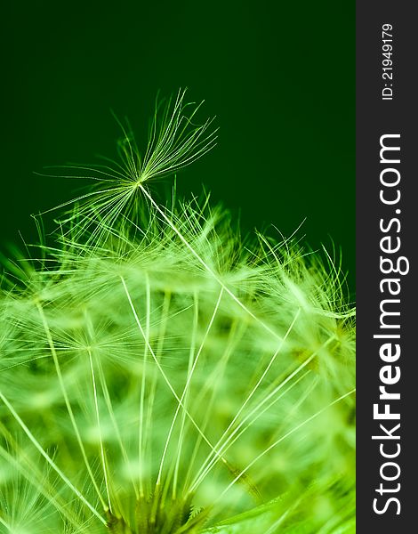 Dandelion detail isolated on green background. Dandelion detail isolated on green background
