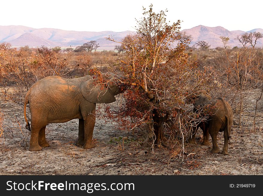 Elephants feeding Between the bushes at sunset. Elephants feeding Between the bushes at sunset