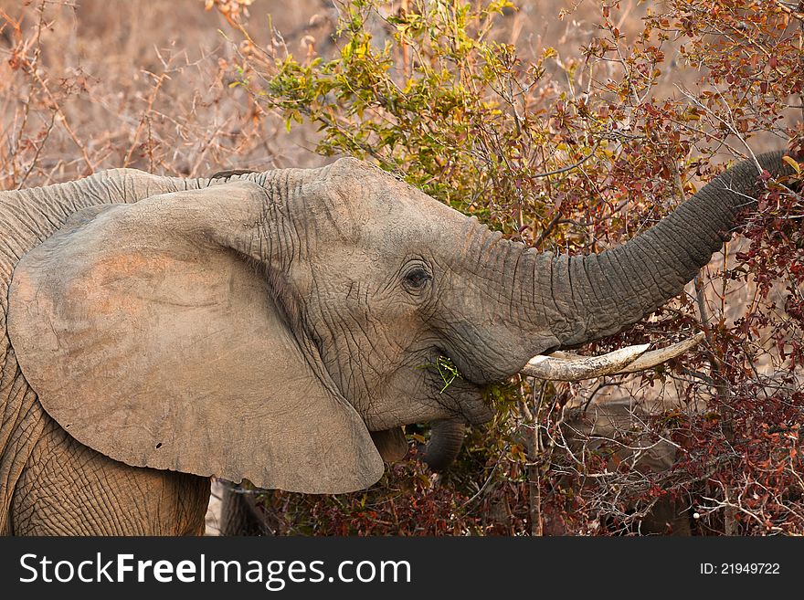 Elephant eating leaves from a tree at sunset