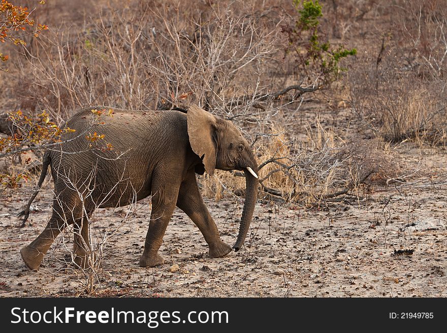 Elephant Walking  Between The Bushes