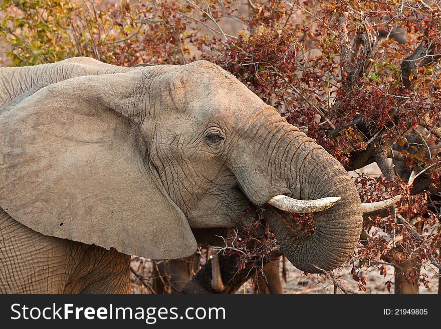 Elephant Eating Leaves From A Tree